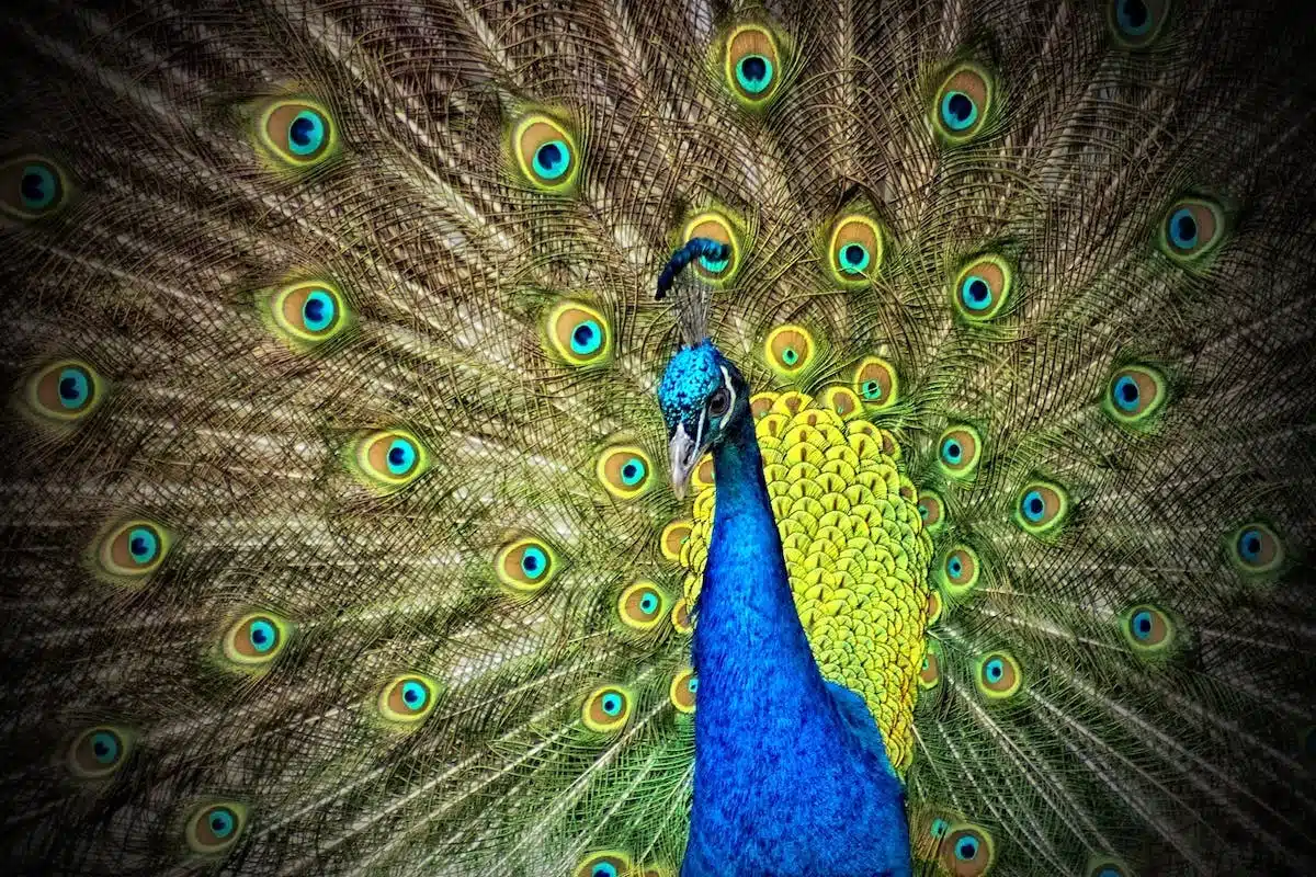 animaux  déménagement
